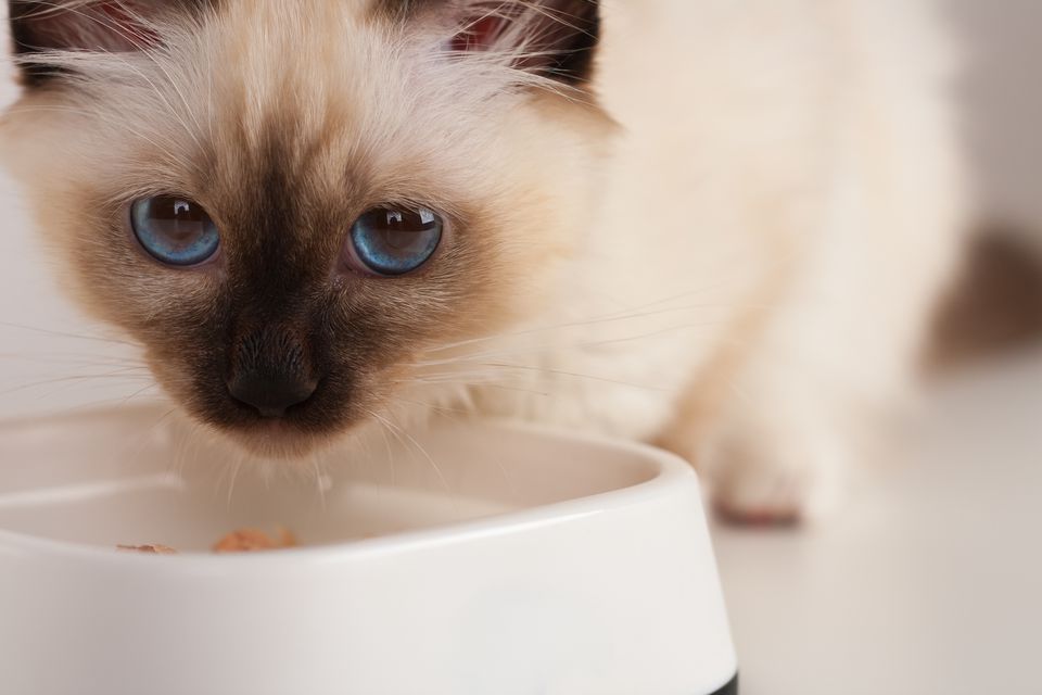 گربه سیامی 6 ماهه و غذاش